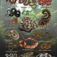 Poster design featuring various species of snake native to Ohio