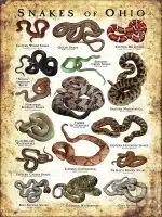 Poster design featuring various species of snake native to Ohio