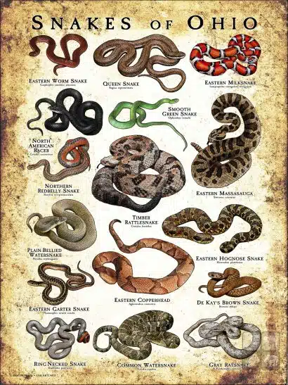 Poster design featuring various species of snake native to Ohio