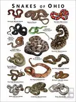 Poster design featuring various species of snake native to Ohio