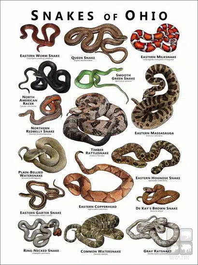 Poster design featuring various species of snake native to Ohio