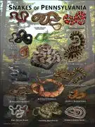 Poster design featuring various species of snake native to Pennsylvania