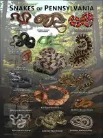 Poster design featuring various species of snake native to Pennsylvania