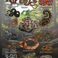 Poster design featuring various species of snake native to Pennsylvania