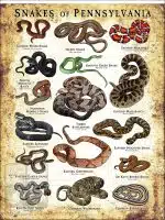 Snakes of Pennsylvania Poster Print - Image 2