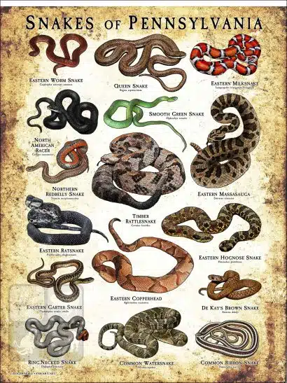 Snakes of Pennsylvania Poster Print - Image 2