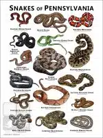 Snakes of Pennsylvania Poster Print - Image 3