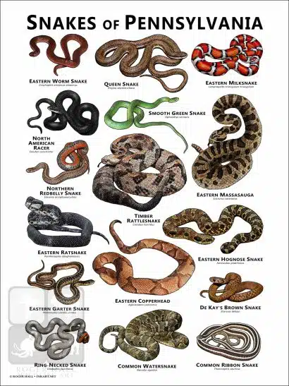 Snakes of Pennsylvania Poster Print - Image 3