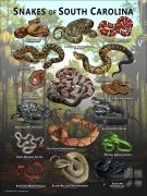 Poster design featuring various species of snake native to South Carolina