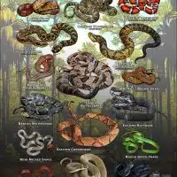 Poster design featuring various species of snake native to South Carolina