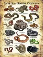 Poster design featuring various species of snake native to South Carolina