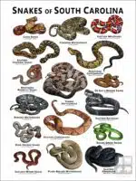 Poster design featuring various species of snake native to South Carolina