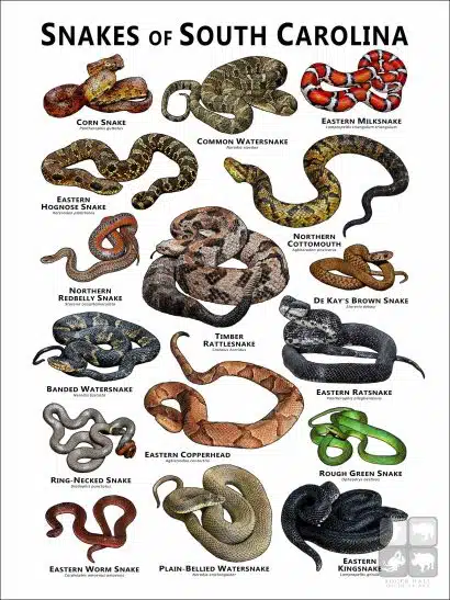 Poster design featuring various species of snake native to South Carolina