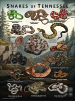 Poster design featuring various species of snake native to Tennessee