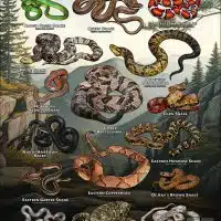 Poster design featuring various species of snake native to Tennessee