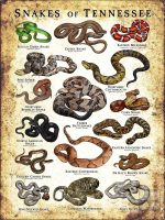 Poster design featuring various species of snake native to Tennessee