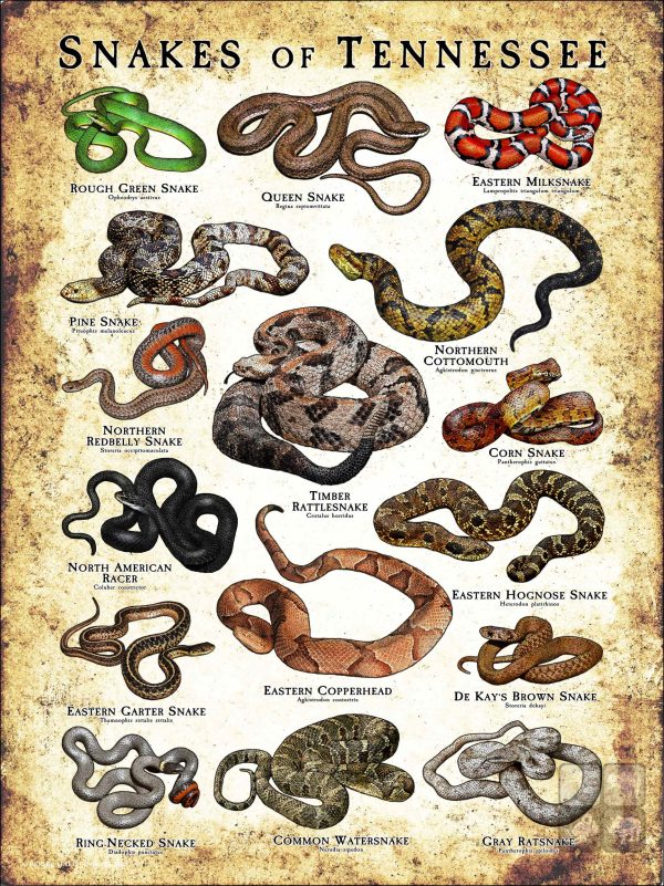 Poster design featuring various species of snake native to Tennessee