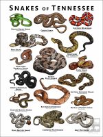 Poster design featuring various species of snake native to Tennessee