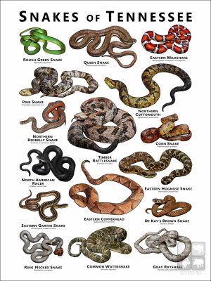 Poster design featuring various species of snake native to Tennessee
