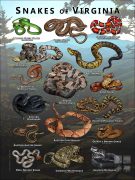 Poster design featuring various species of snake native to Virginia