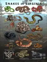 Poster design featuring various species of snake native to Virginia