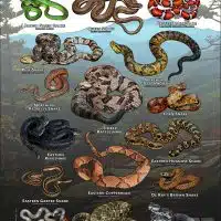 Poster design featuring various species of snake native to Virginia