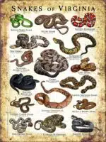 Poster design featuring various species of snake native to Virginia