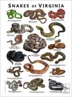 Poster design featuring various species of snake native to Virginia