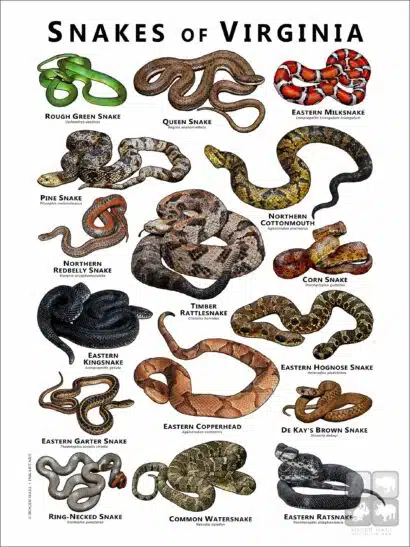 Poster design featuring various species of snake native to Virginia