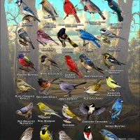 Songbirds of Travis County, Texas poster print