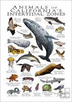 Wildlife of California's Intertidal Zones