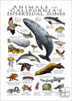 Wildlife of California's Intertidal Zones