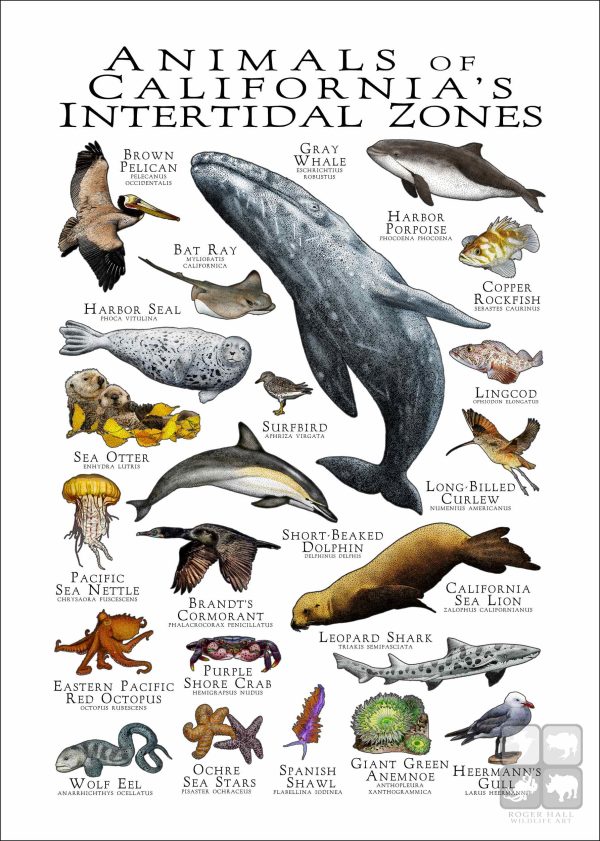 Wildlife of California's Intertidal Zones