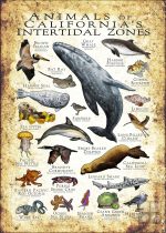 Wildlife of California's Intertidal Zones