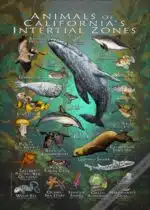 Animals of California's Intertidal Zones poster