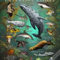 Animals of California's Intertidal Zones poster