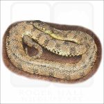 Fine art illustration of a Diamondback Watersnake
