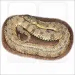 Fine art illustration of a Diamondback Watersnake