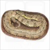 Fine art illustration of a Diamondback Watersnake