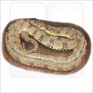 Fine art illustration of a Diamondback Watersnake