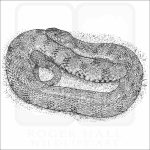 Diamondback Watersnake black and white drawing