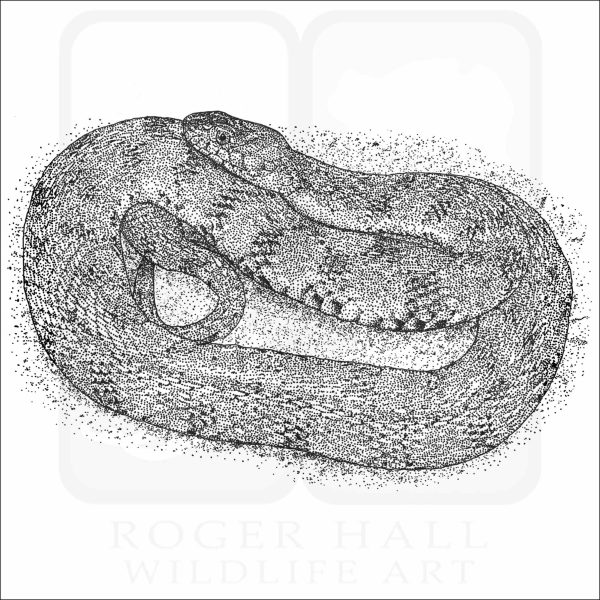 Diamondback Watersnake black and white drawing