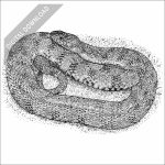 Diamondback Water snake black and white stock art drawing