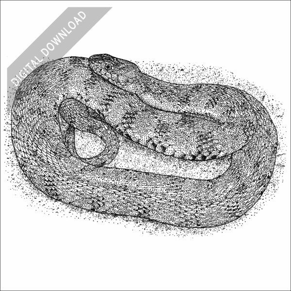 Diamondback Water snake black and white stock art drawing
