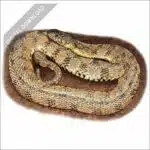 Diamondback Water snake stock art drawing
