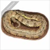 Diamondback Water snake stock art drawing