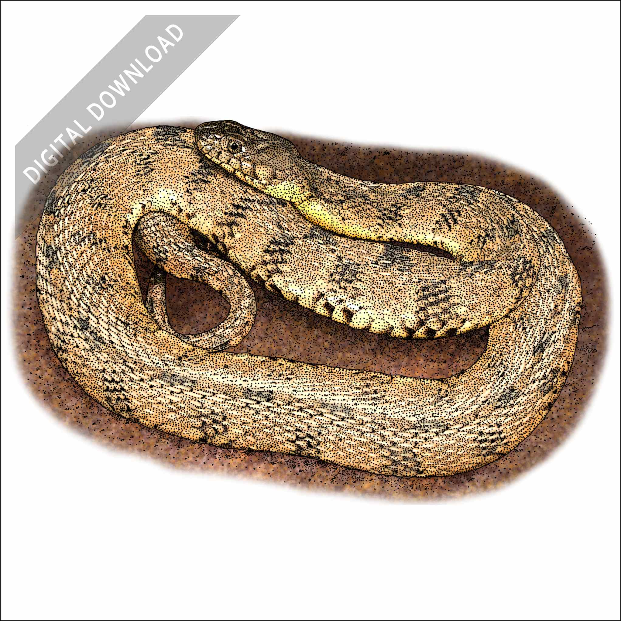 Diamondback Watersnake Diamondback Water snake stock art drawing