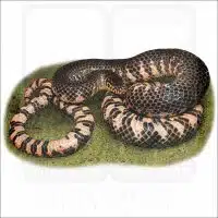Eastern Mud Snake illustration
