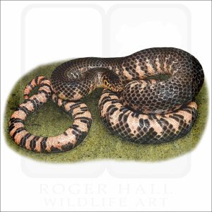 Eastern Mud Snake illustration