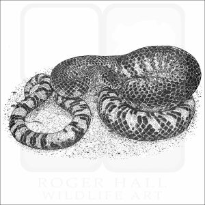 Eastern Mud Snake black and white drawing